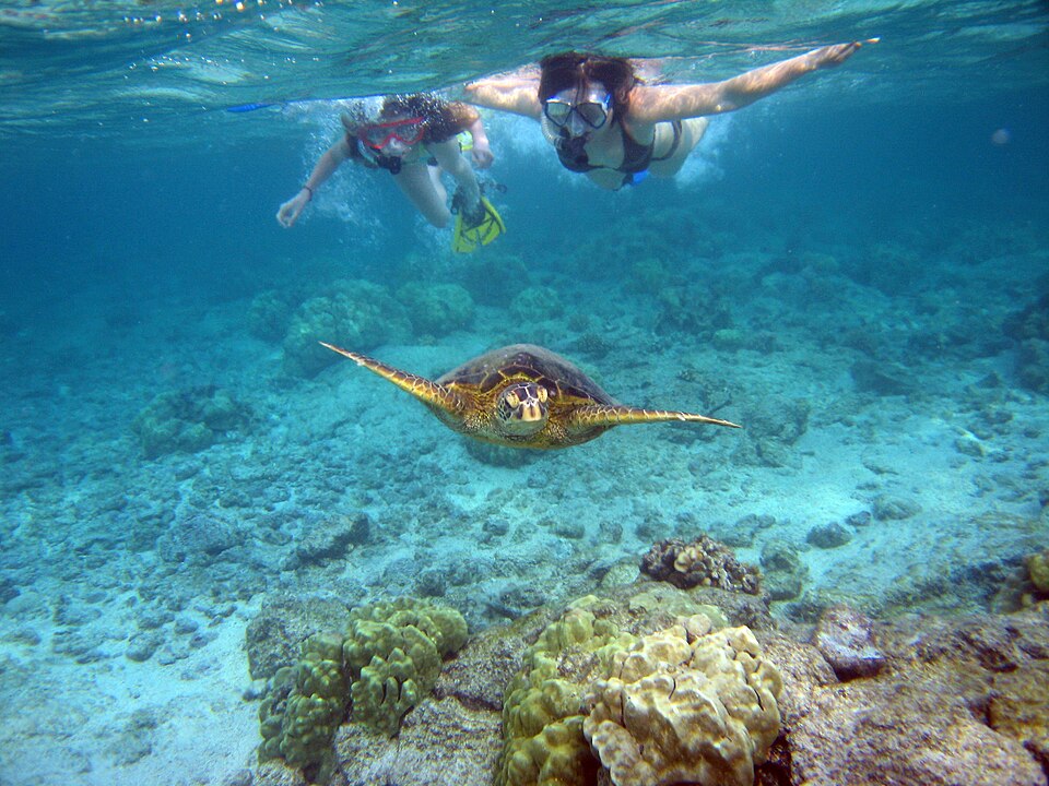 File:Snorkelers with sea turtle (Kahaluu Bay).jpg