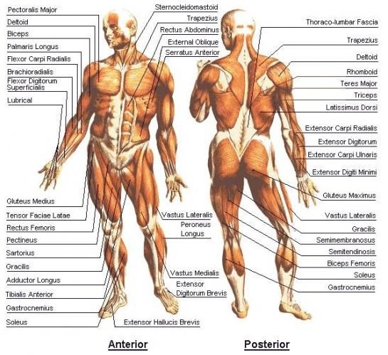 File:Human Body-Muscular.jpg