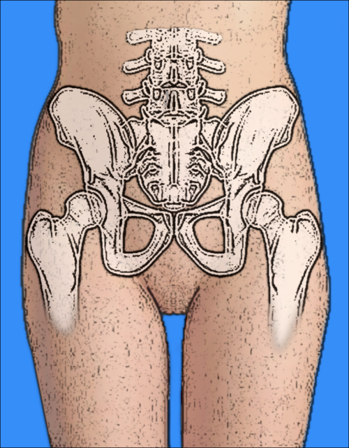 File:Female pelvis.png