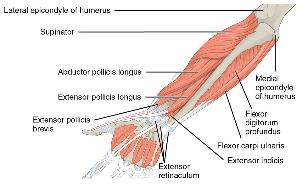 File:1120 Muscles that Move the Forearm Antebrach. Prof. Ext. Sin.png