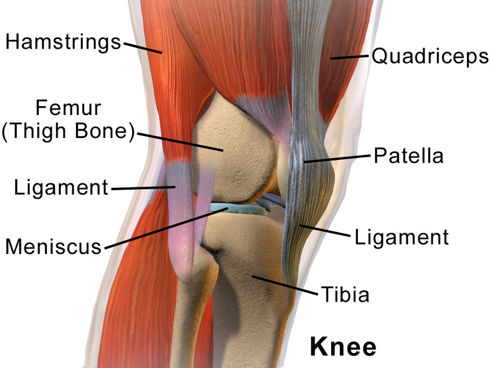 File:Blausen 0597 KneeAnatomy Side.png