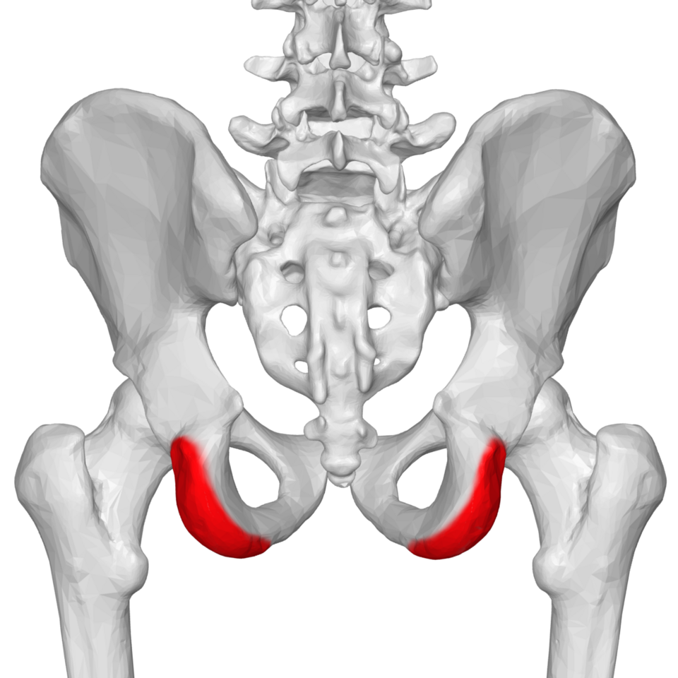 File:Ischial tuberosity 02-1 posterior view.png