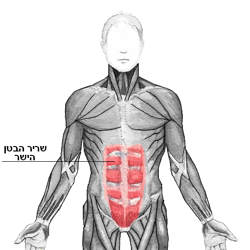 File:Rectus abdominis heb.PNG