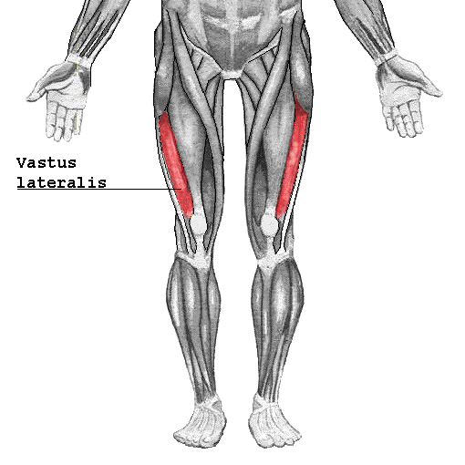 File:Vastus lateralis2.png